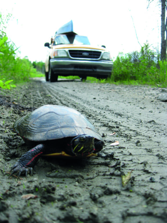 Mortalité des tortues: les photographier peut les sauver