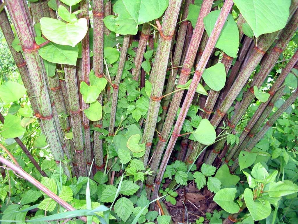 La renouée du Japon est la plante à éradiquer | L'info du Nord Vallée de la  Rouge