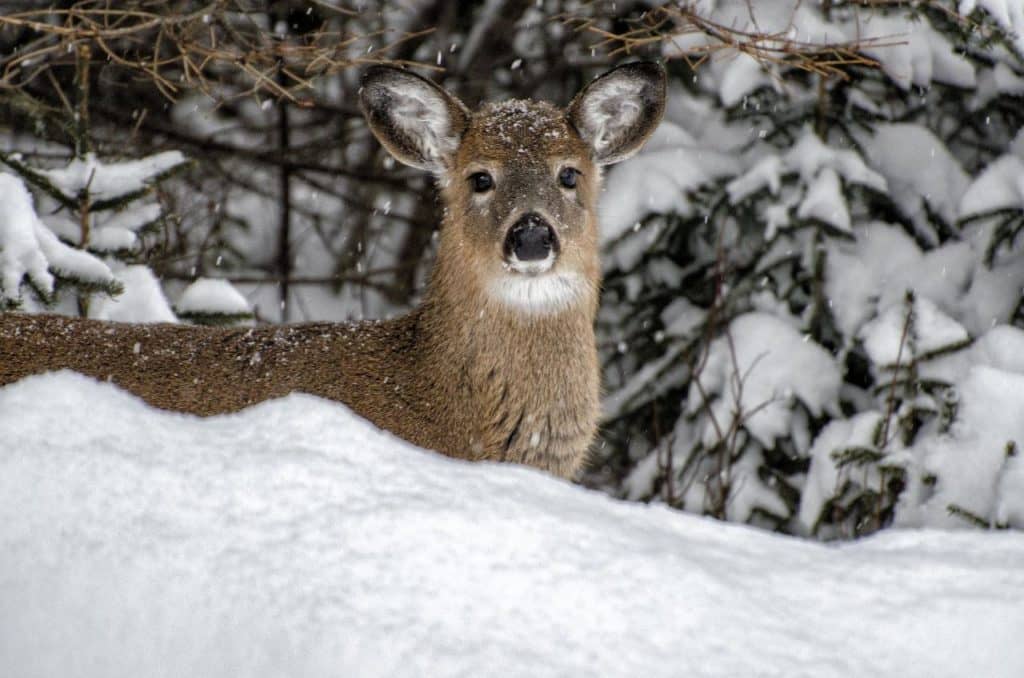 Cerfs de Virginie: baisse de récolte dans les Laurentides