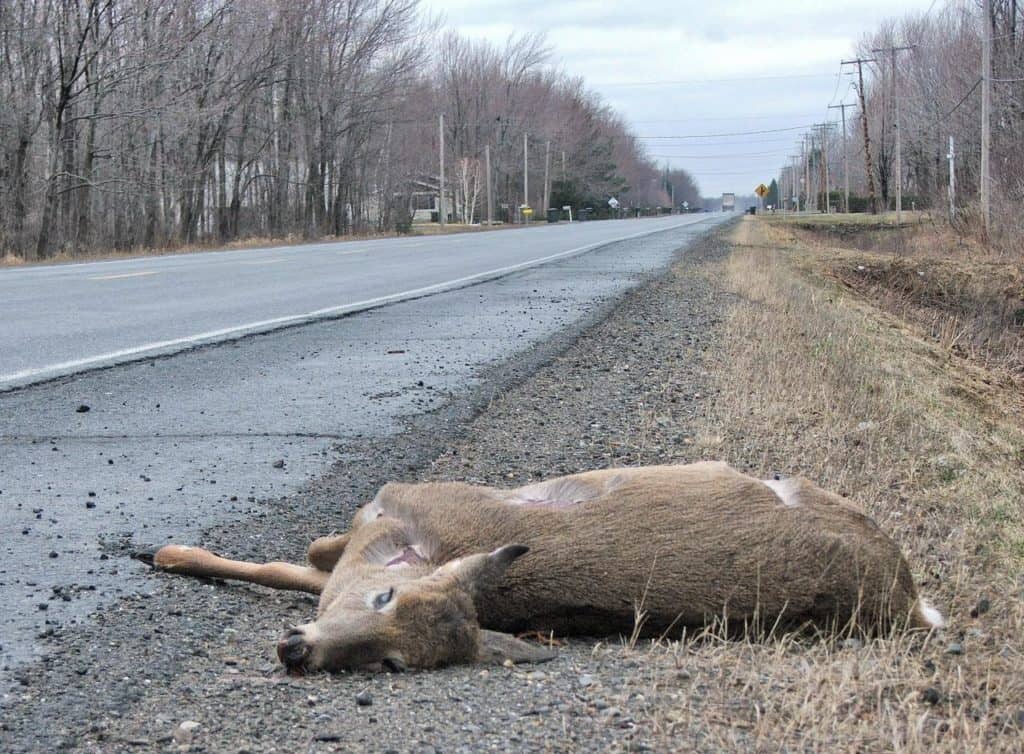 Des centaines de chevreuils tués sur les routes vont au dépotoir