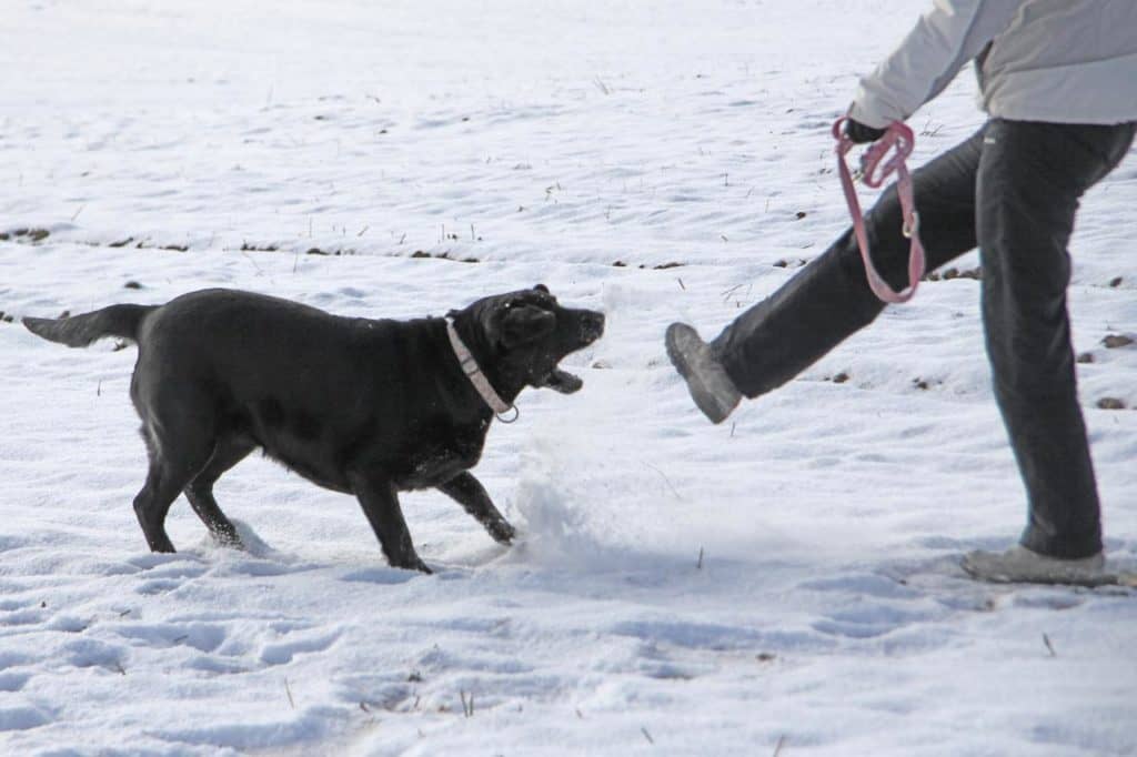Protégeons les enfants des morsures d’animaux