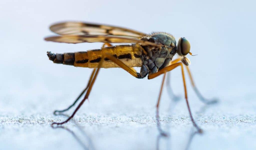 À remplir si l’on ne veut pas d’arrosage sur son terrain