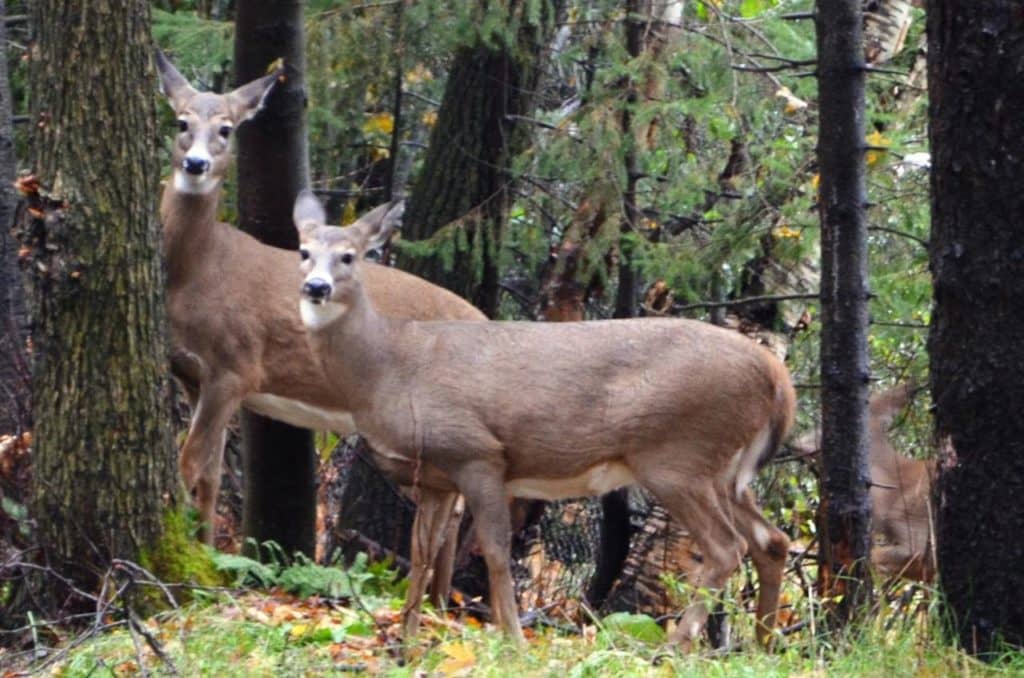 La maladie chez un cerf d’élevage met en péril la chasse