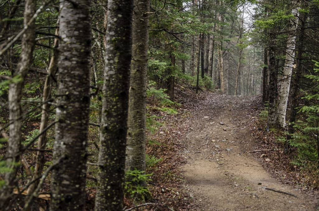 Deux projets de la Rouge à caractère forestier retenus