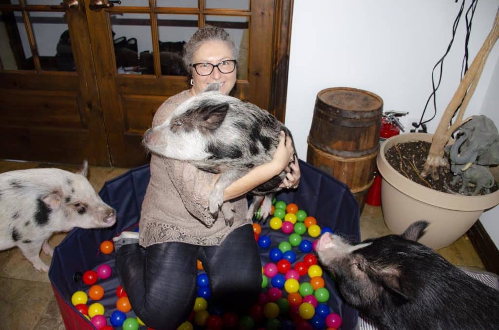 Vivre un amour inconditionnel avec des mini-cochons