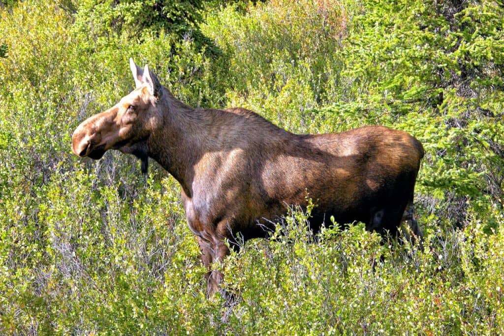 Chasse à l’orignal: une autre année qui répond aux attentes