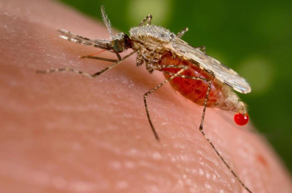 Contrôle des insectes piqueurs: une autre rencontre citoyenne