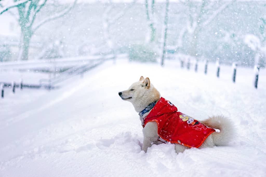 Beaucoup de neige et de la froidure en vue