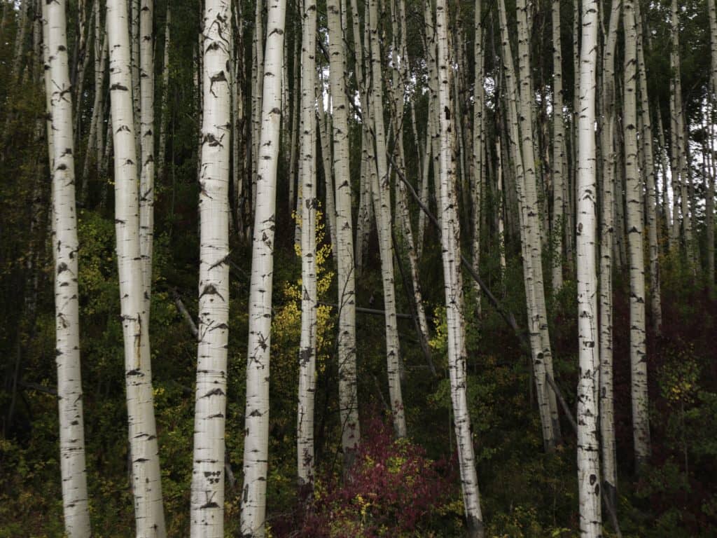 Coalition La Minerve livre bataille pour sauver une forêt ancienne