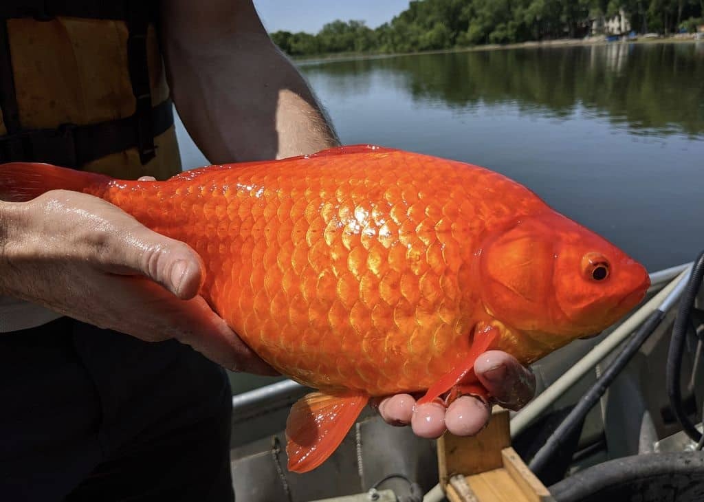 Quand poissons rouges et escargots menacent la faune locale