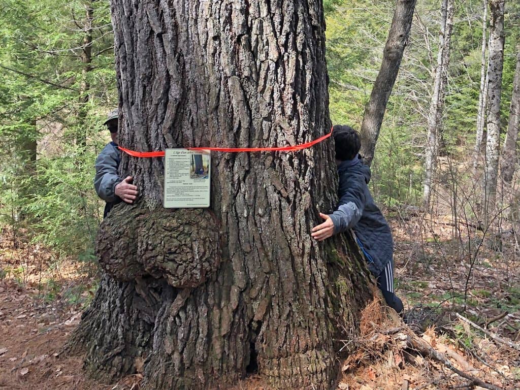 Des arbres âgés de centaines d’années sauvés à La Minerve