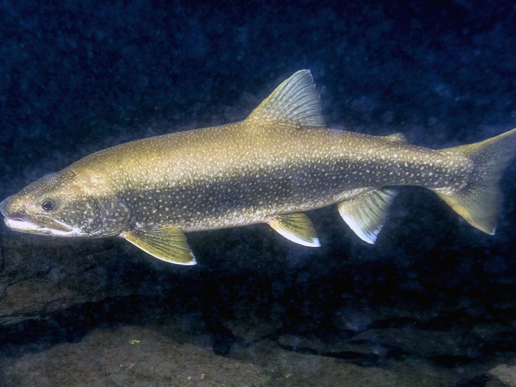 Étude en marche: photographiez vos prises du grand lac Nominingue