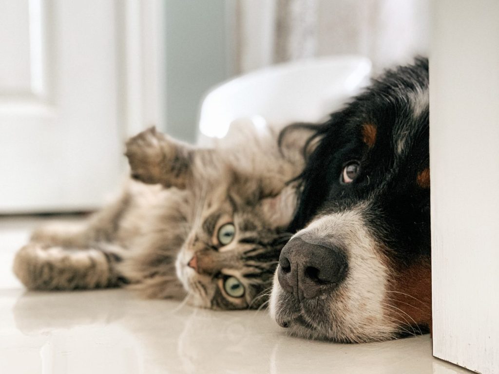 Dure saison pour les animaux de compagnie