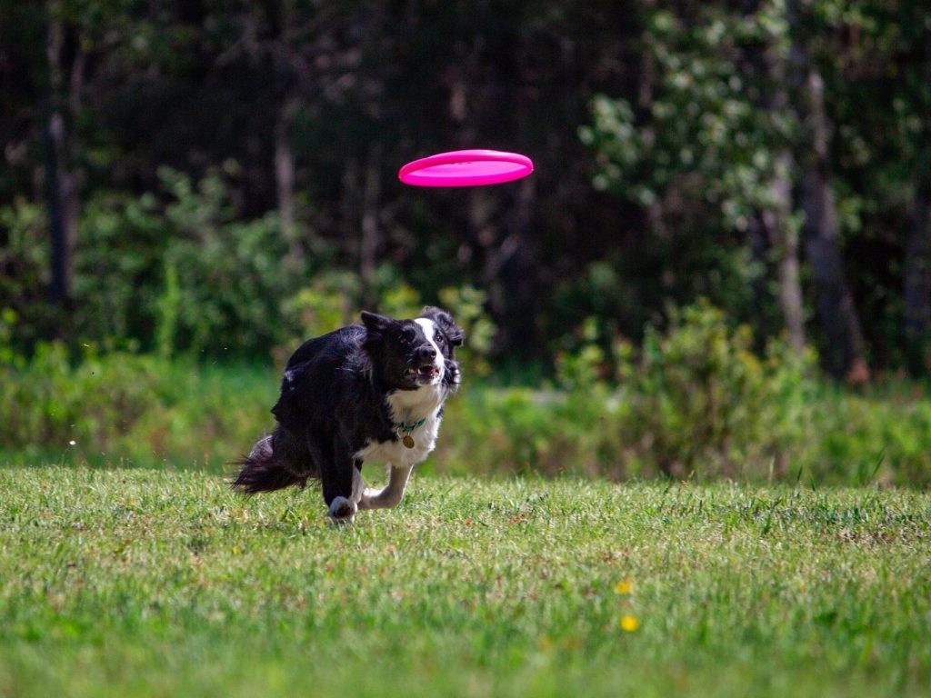 Championnat mondial de « toss & fetch » à Labelle