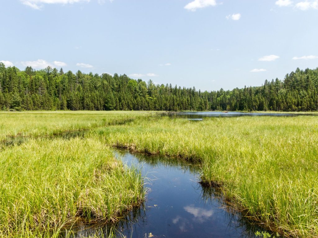Les milieux humides des Hautes-Laurentides bientôt cartographiés