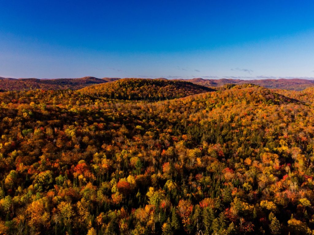 Consultation publique sur le Plan d’aménagement forestier intégré opérationnel