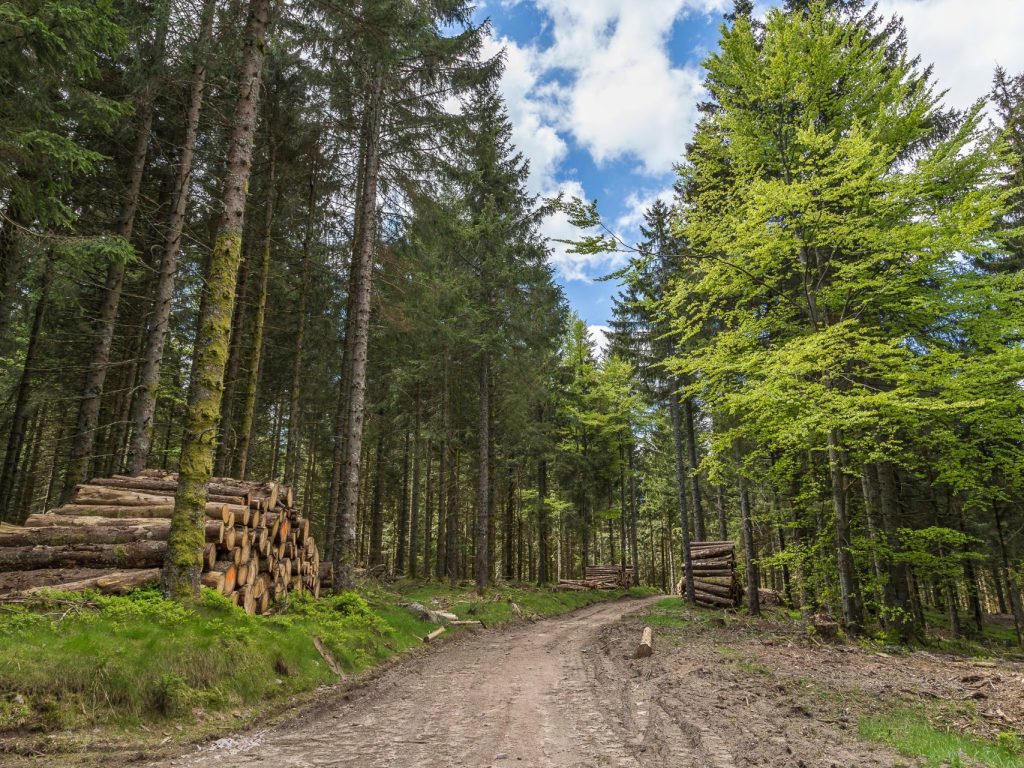 Laurentides : près de 260 000 $ investis dans 13 projets d’aménagement forestier