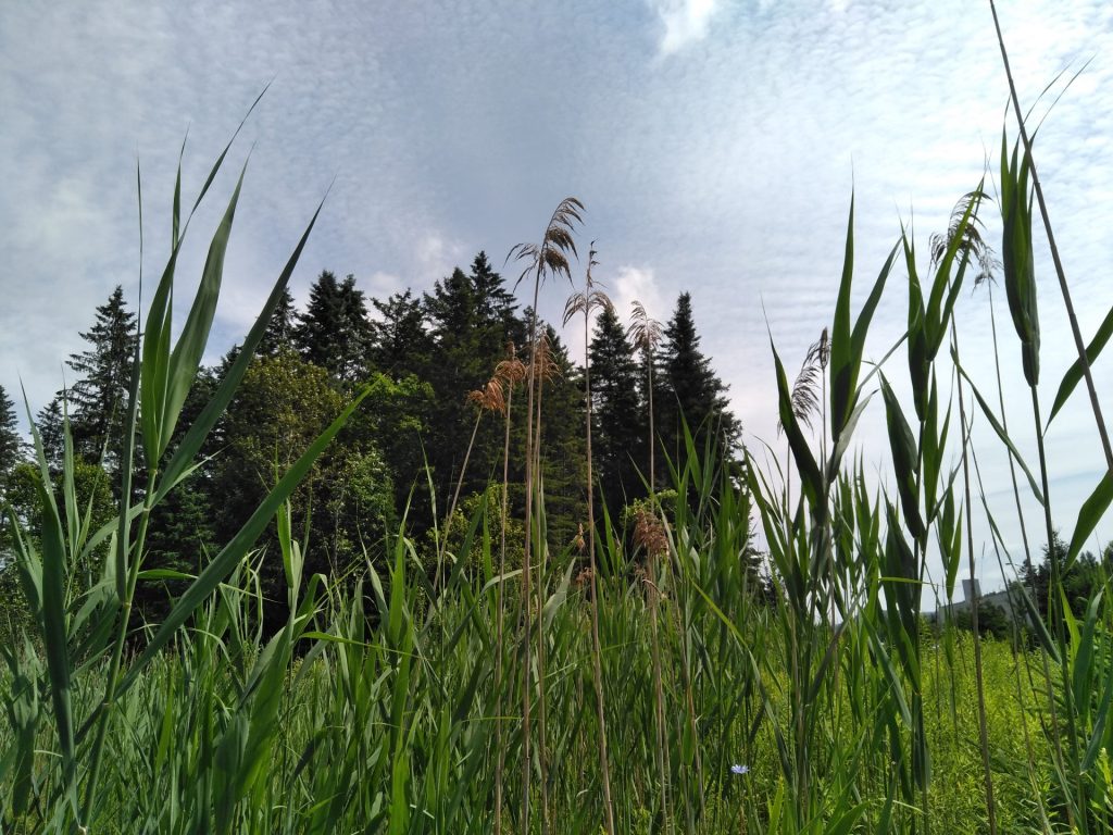 Le roseau commun dans les plans d’eau, une plante envahissante sous surveillance