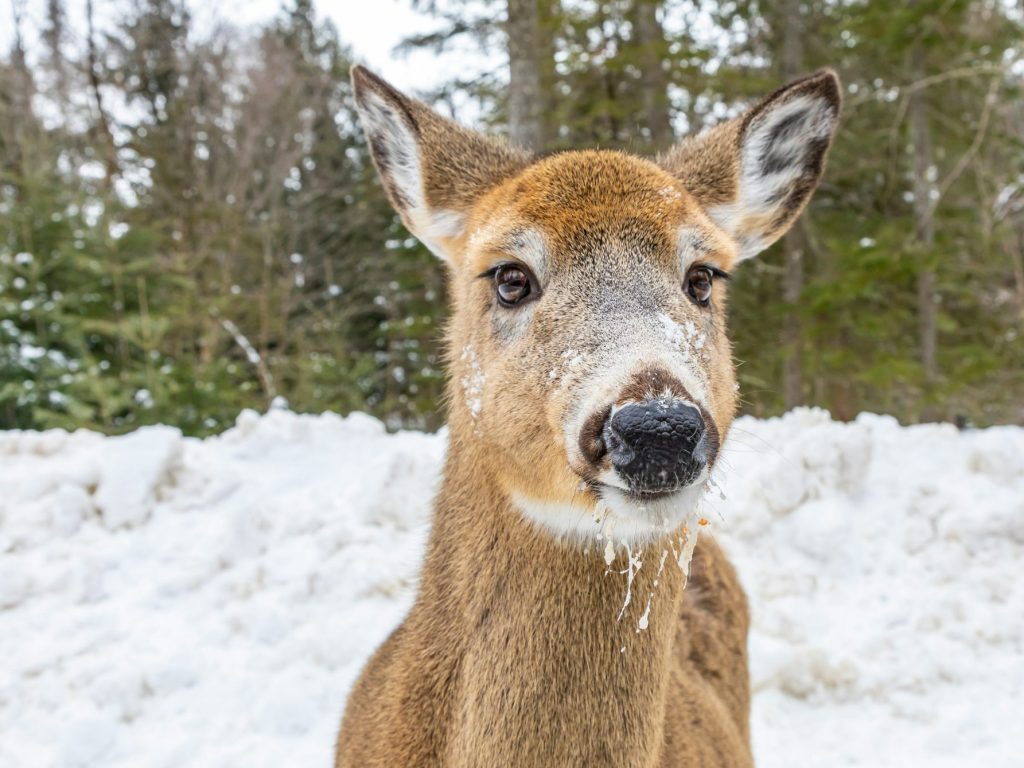 Le cerf de Virginie demeure le succès de chasse sans égal au Québec
