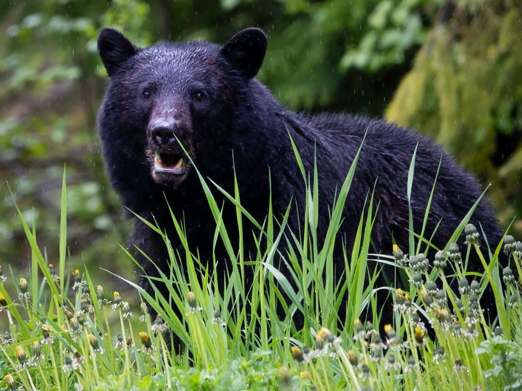 L’orignal moins populaire que l’ours noir et le dindon sauvage auprès des chasseurs québécois