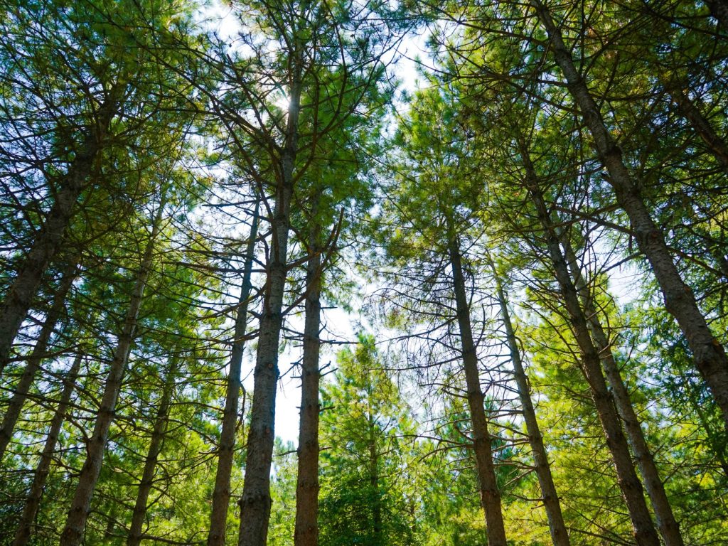 Appel de projets dans le cadre d’aménagement durable des forêts 2024-2025